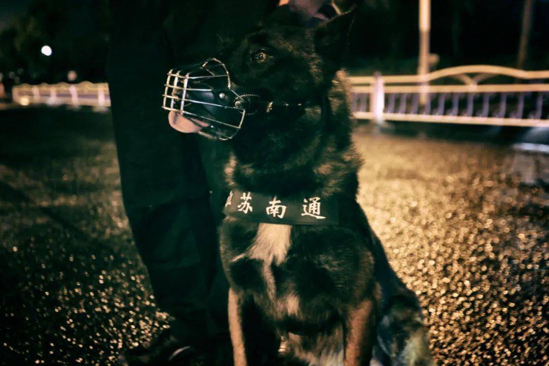 最新警犬动态，守护城市安宁的无声力量