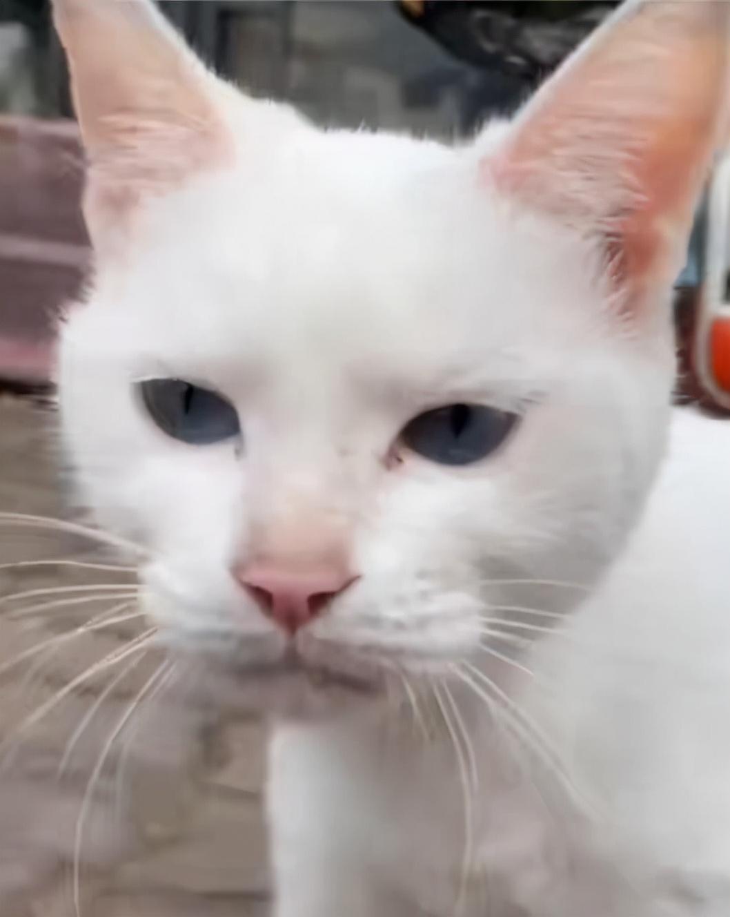 猫咪网站推荐,猫咪网站推荐——科技与猫咪的完美结合，开启智慧养宠新时代