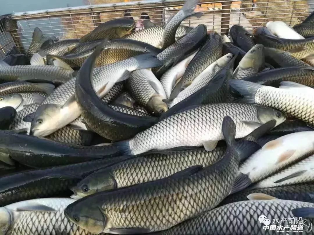 最新草鱼市价,最新草鱼市价大揭秘🐟