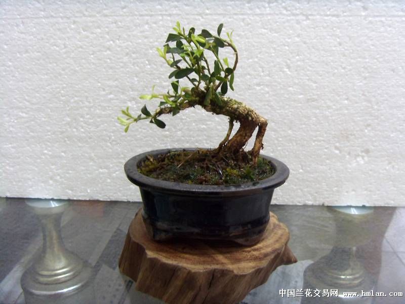 黄杨最新小品，轻松学习制作小品的指南