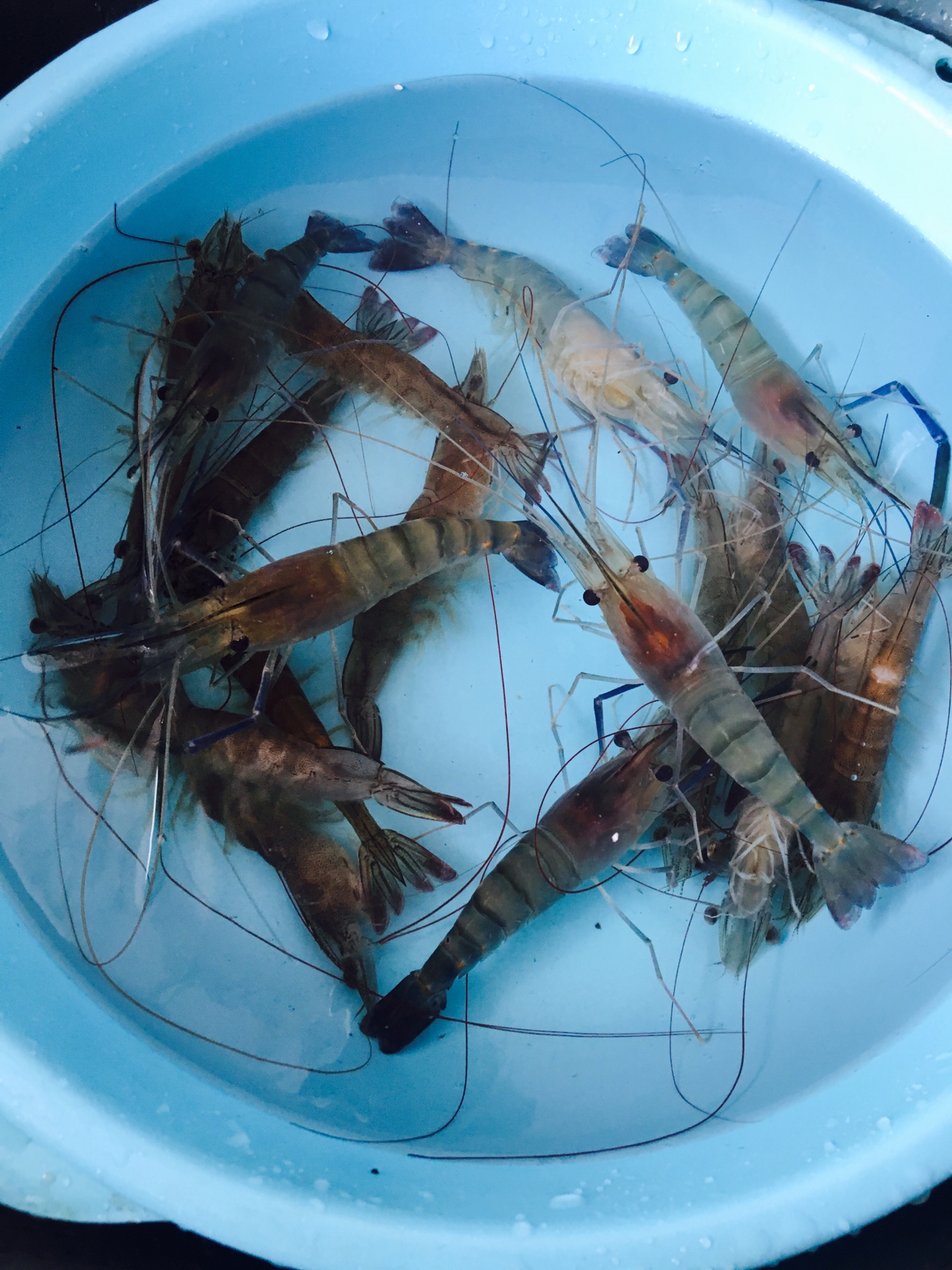 详细步骤指南，如何烹饪美味虾虾最新做法分享