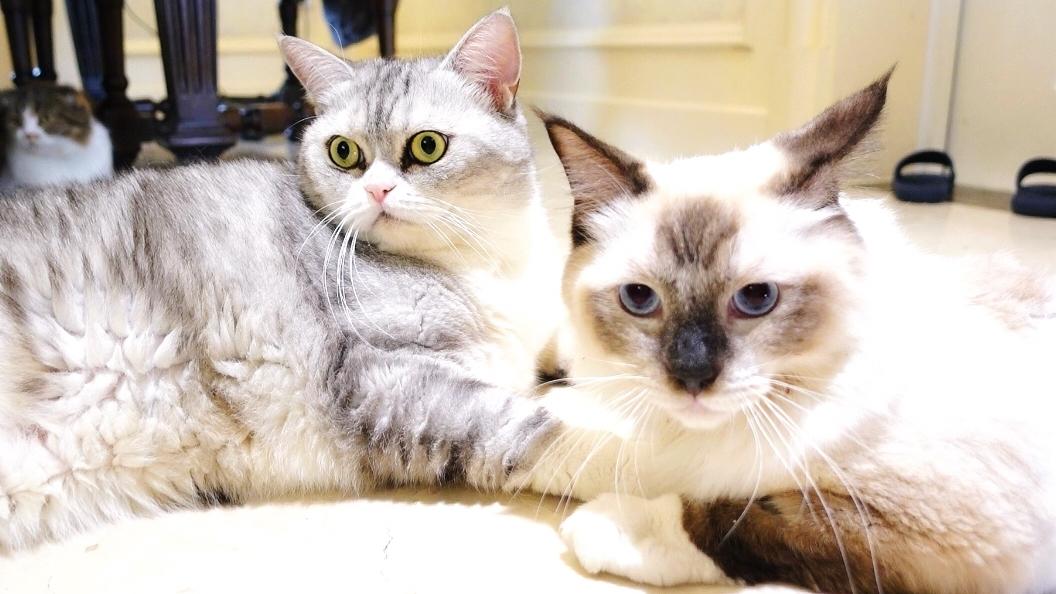 小奶猫最新日常趣事分享