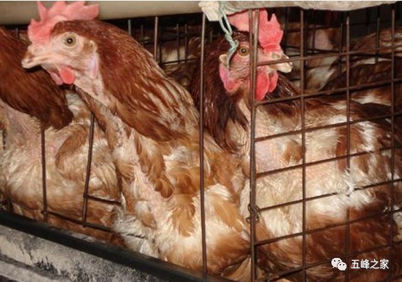 肉毛鸡价格最新行情分析与趋势预测